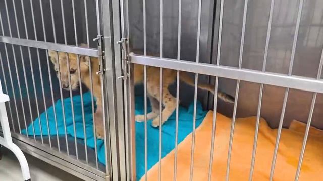 🦁Побитый жизнью и плохо видящий львенок восстанавливается в «Земле Прайда»🦁