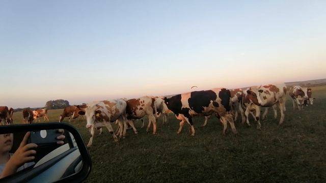 VID_20240812_203215.mp4