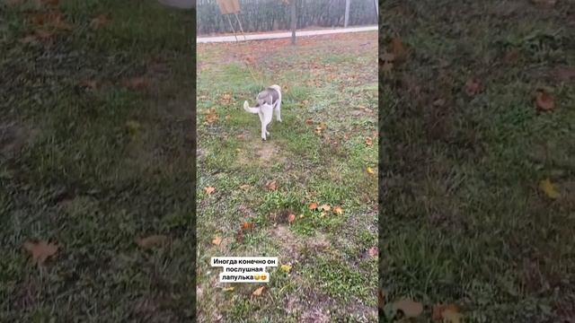Собака друг человека