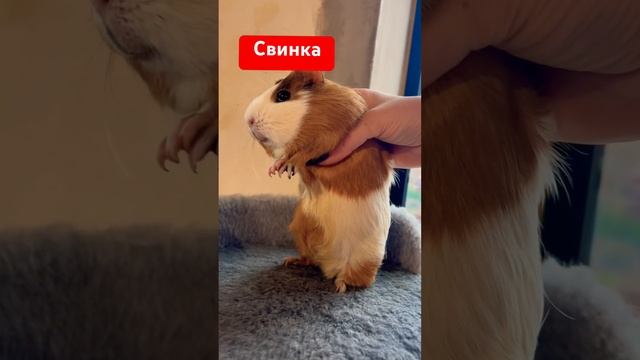 ТолстопуЗик ещё один #cat #чихуахуа #собака #собакаулыбака #юмор #приколысживотными #смешныеживотные