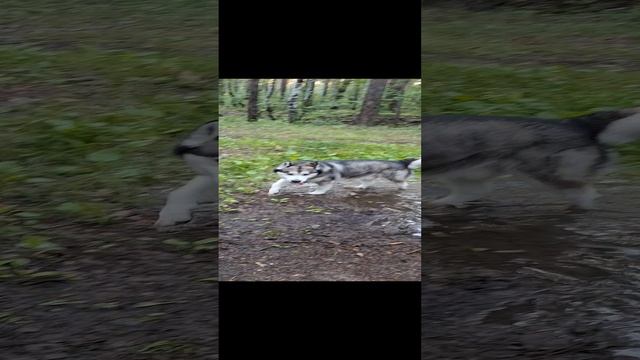 МаламутБалто. Каменск-Уральский.mp4
