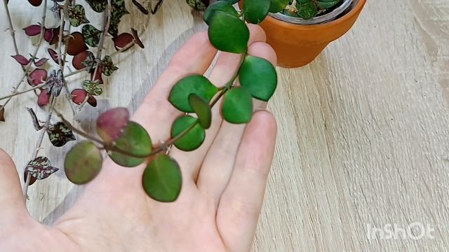 миниатюрные хойи