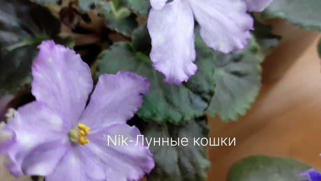 Самое красивое из цветущих в ноябре 🌸