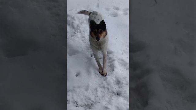 попрошайка 🐶