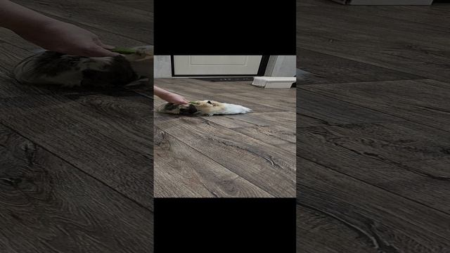 Морские свинки любят петрушку!