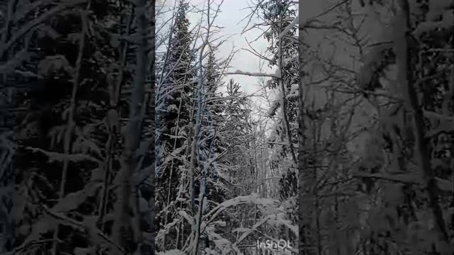 снежный лес
