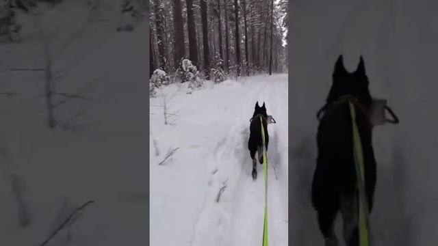 Ура! Мы открыли лыжный сезон!