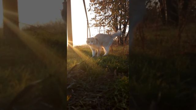 любимый котик