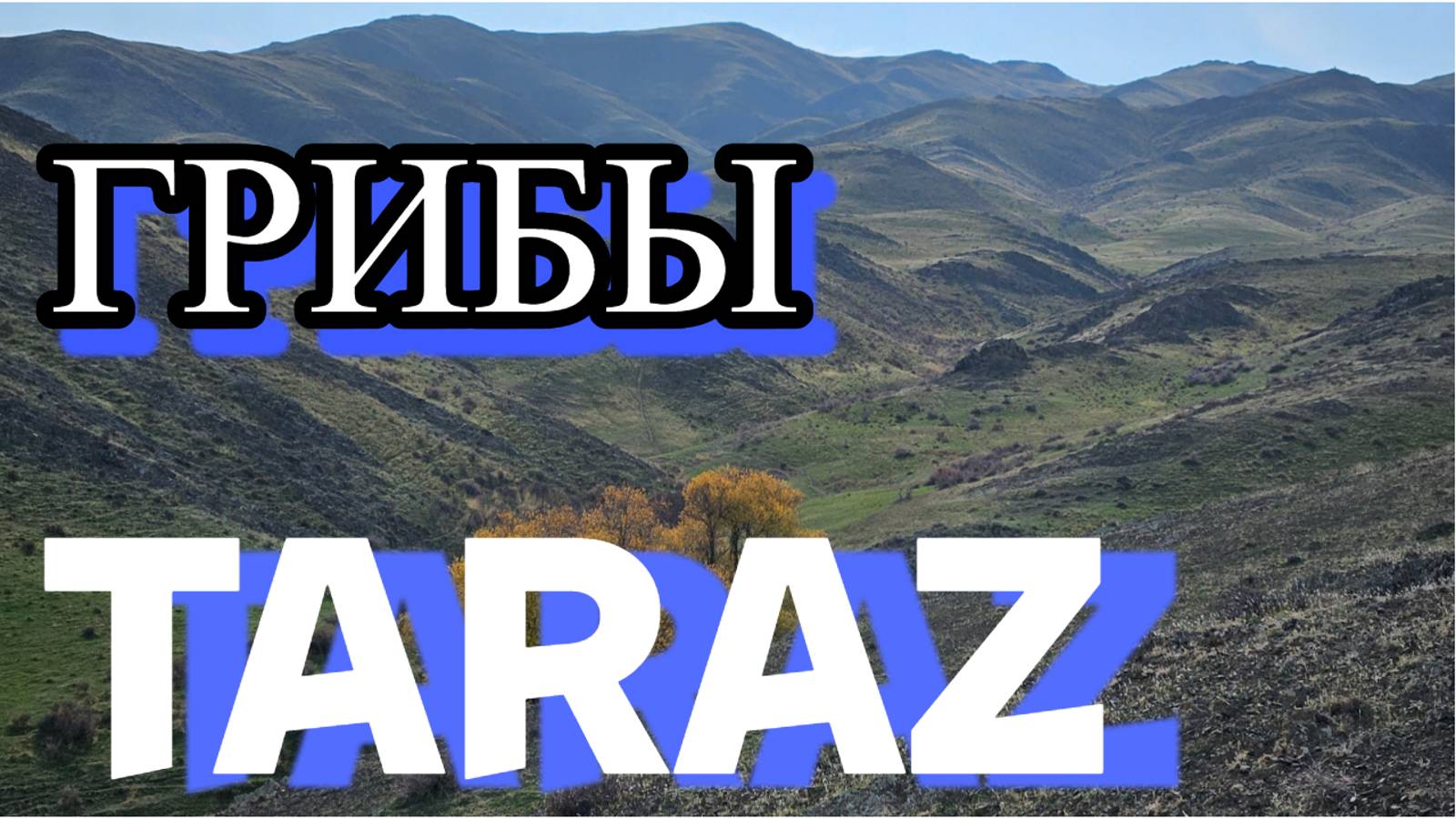 Грибы в Ноябре Тараз 2024