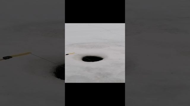 Ловим окуня
