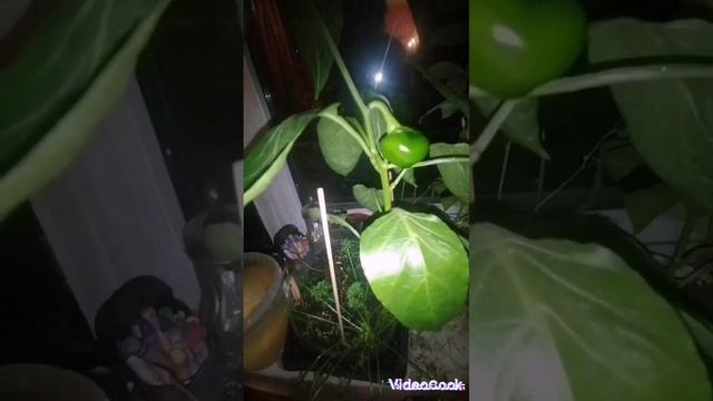 ПЕРЧИК ВЫРОС НА ОКНЕ#GREEN MAGIC#TREND#ONLINE#REAL#reels#TOP#WOW#24UP#DREAM#lucknow#LIFE#LIKE#BABY#