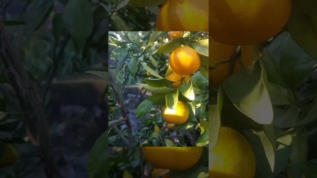 Цитрусята 2024 г.