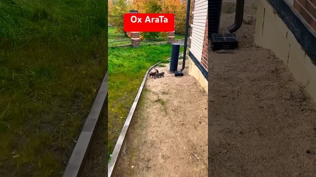 Мишаня скоро даст ей «жару» #чихуахуа #прикол #собака #собакаулыбака #топ #приколысживотными