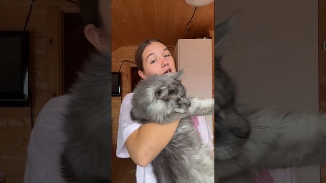 🐈⬛🐈⬛