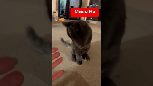 Вырос Красавчик #чихуахуа #котик #собака #собакаулыбака #приколысживотными #смешныеживотные #юмор