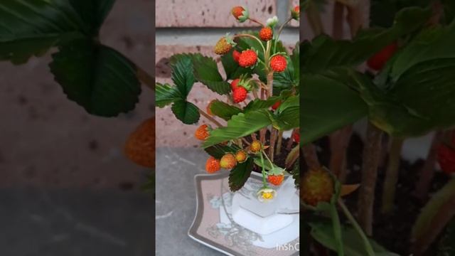 Земляника в кофейной паре