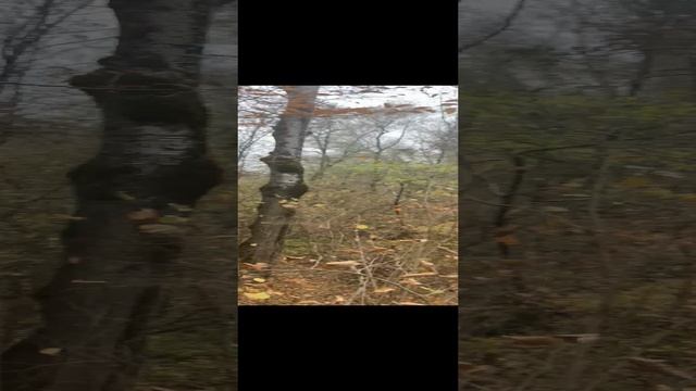 я в лесу