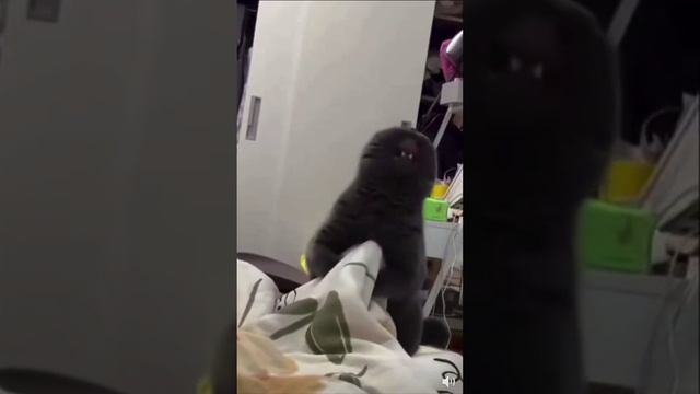 Злодейский кот 😈 (звук)