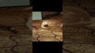 смешные коты