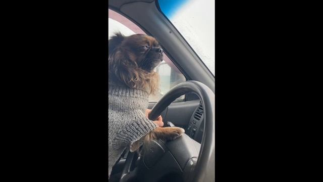 Чихуахуа за рулем