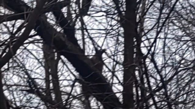 Зима на мягких лапах наступает на Новосибирск.