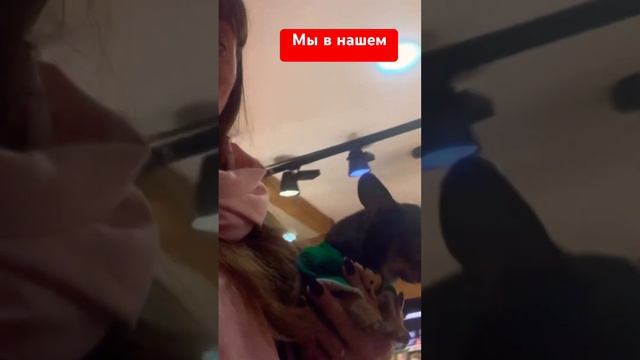 Любимом Мясном #чихуахуа #собака #собакаулыбака #automobile #приколысживотными #топ #смешныеживотные