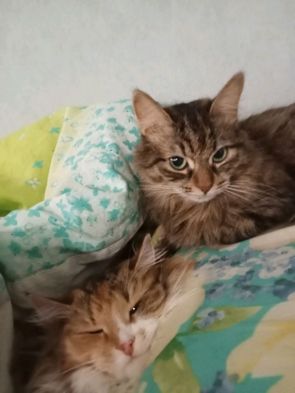 пр