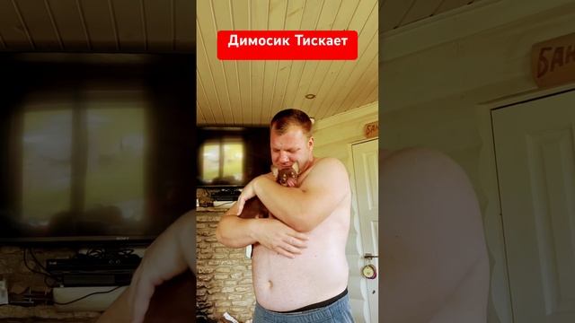 Димосик Тискает #собака #чихуахуа #собакаулыбака #животные #прикол #топ #собаки #automobile #love