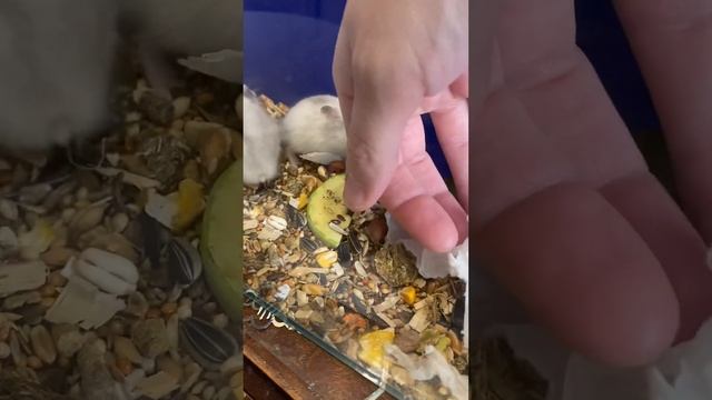 Делим по полу/дети Пули/3 недели