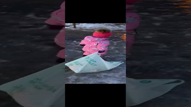 10-11-2024 доча
