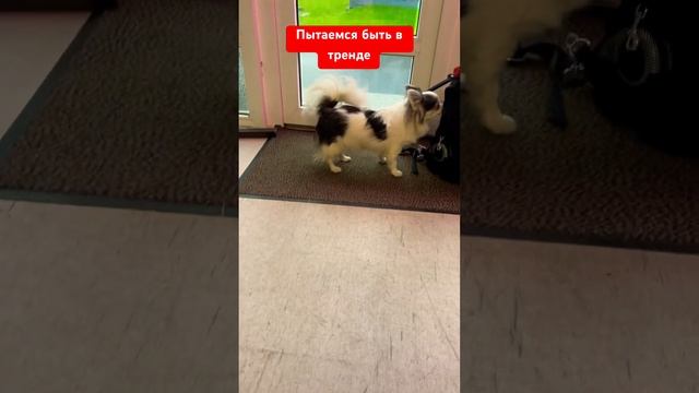 Тыркаемся и получается  #чихуахуа #cat #собака #собакаулыбака #приколысживотными #котик #смешные