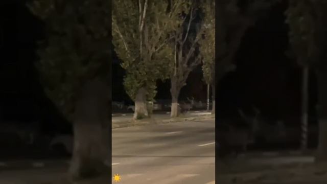 Осень 🍁 2024 в городе на улице Олень 🦌 Балаково