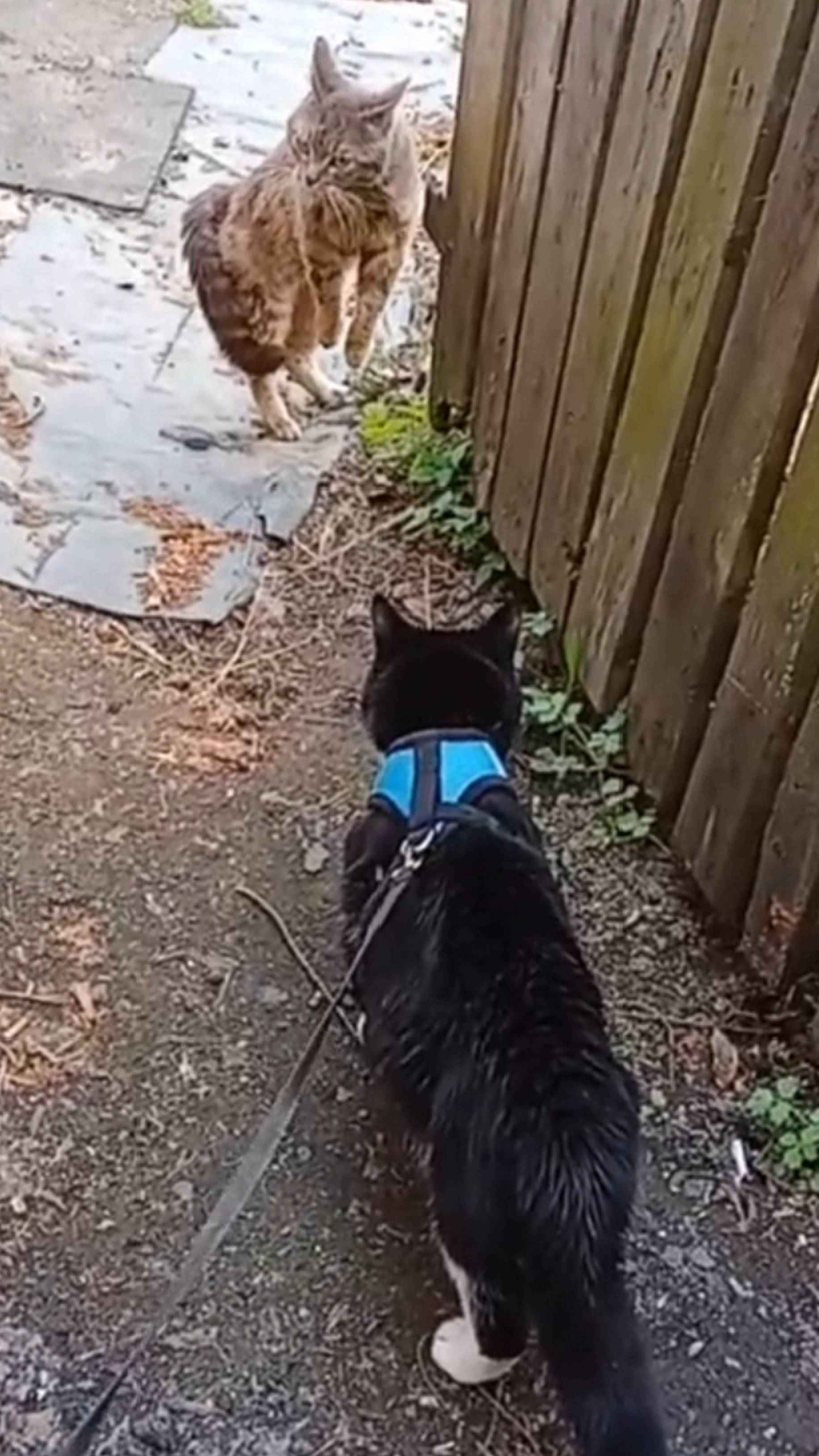 Уличный котик неожиданно встретился с домашними котом.