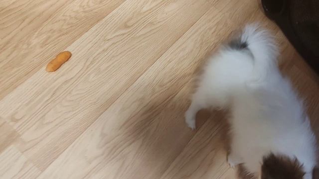 1000024051.mp4