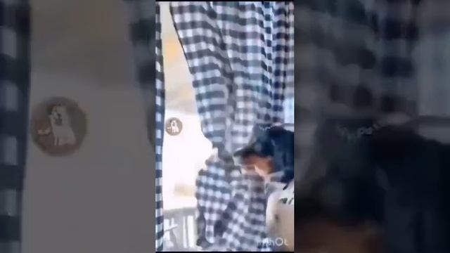 КОТЫ ВЫБИРАЮТ ТРУДНЫЙ ПУТЬ