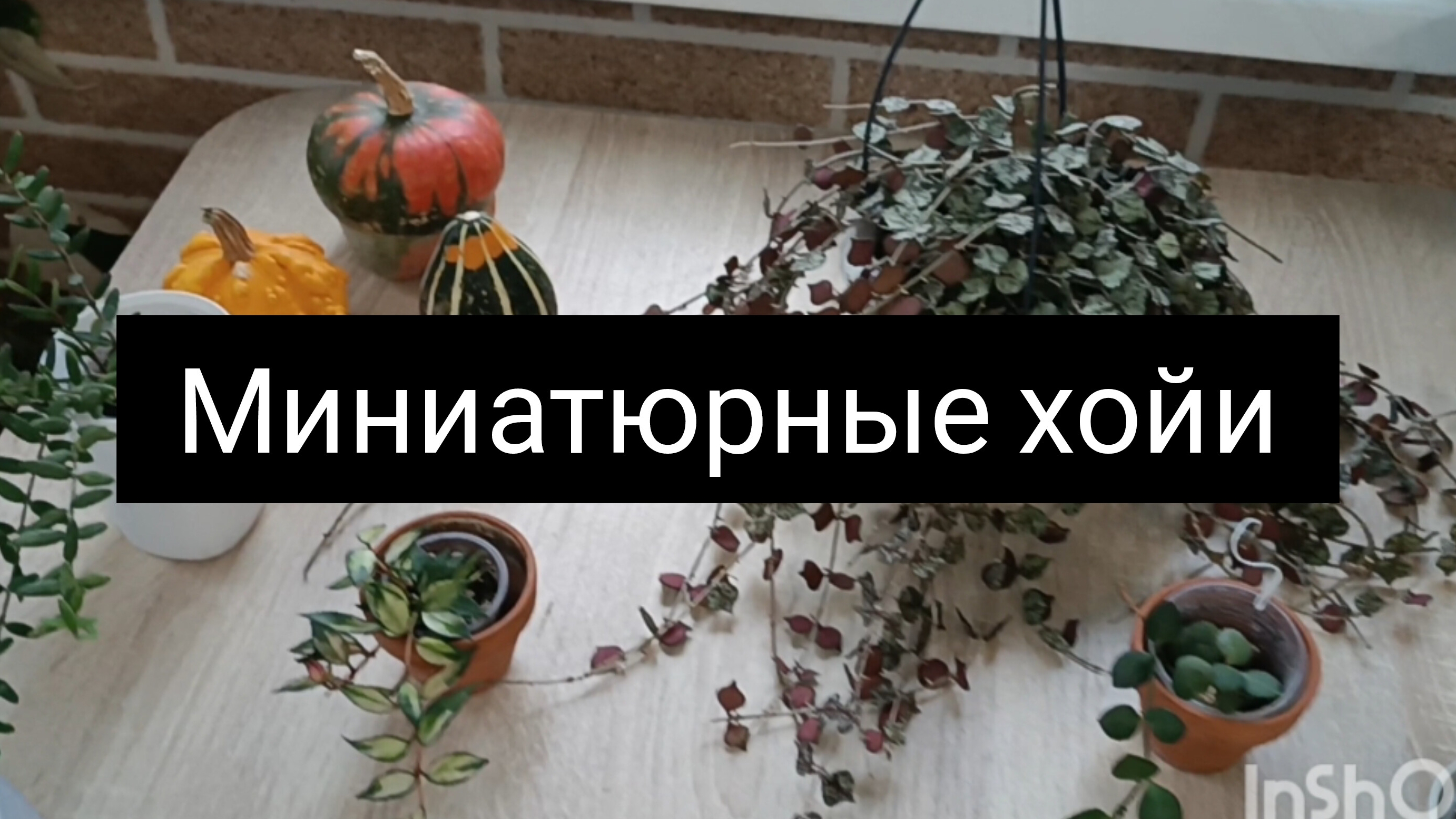 миниатюрные хойи