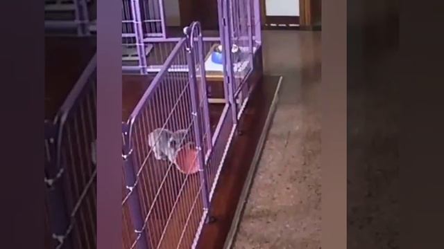 Побился своего