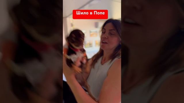 Шило в Попе, а не собака#чихуахуа #собака #юмор #топ #прикол #собакаулыбака