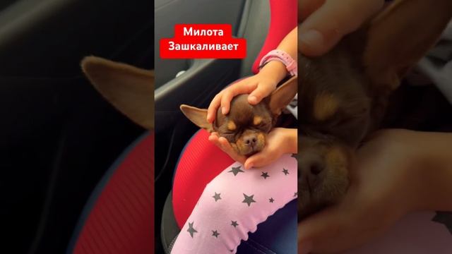 Покупайте собаку #чихуахуа #собакаулыбака #собака #прикол #щенок #christmasmusic #собаки #животные