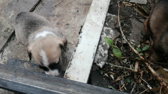 VID_Avit
