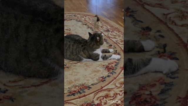 Веселые котики#котики#юмор#смешныекоты