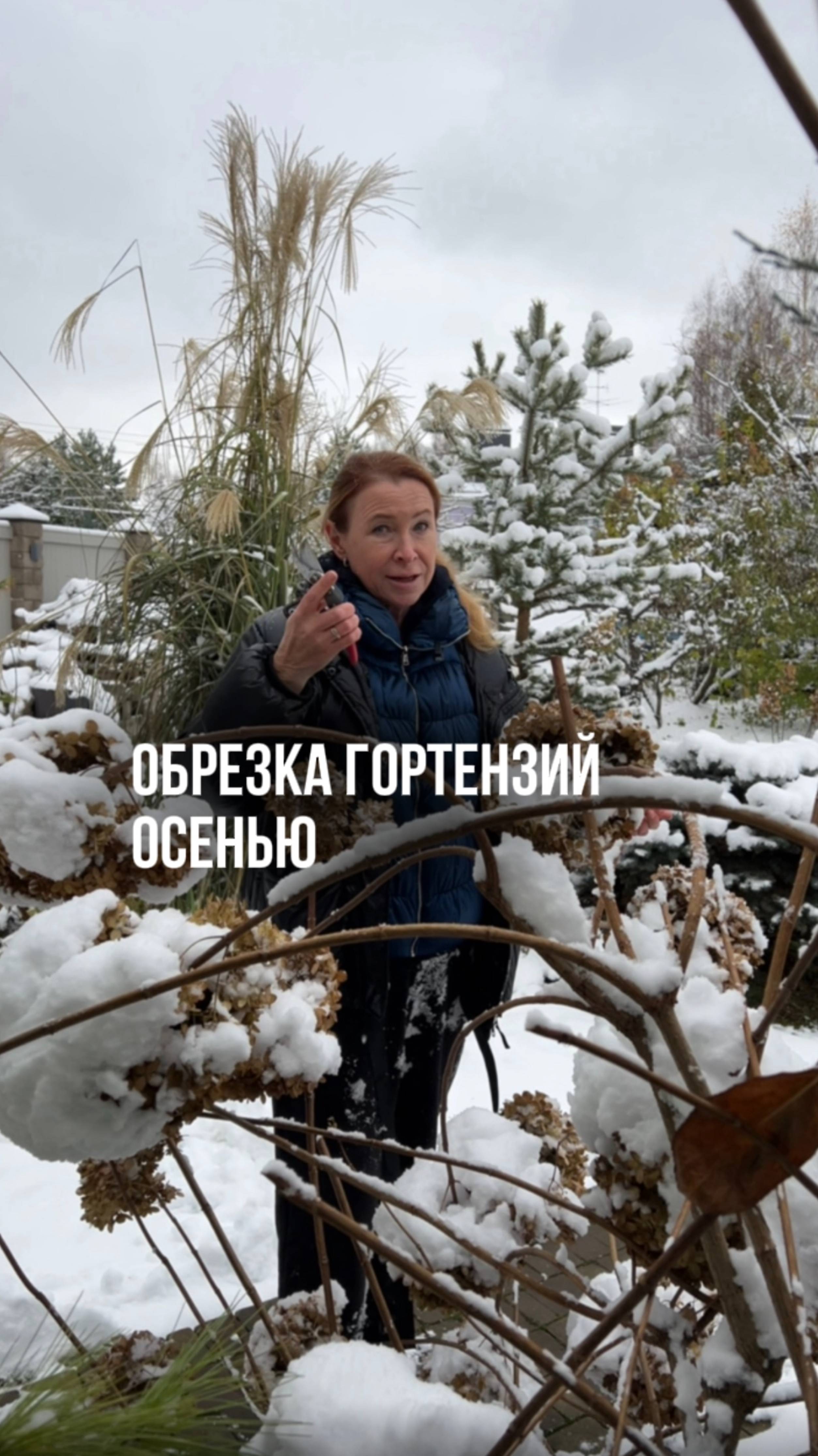 Обрезка гортензий осенью