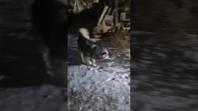 Собачка, ХАСКА!!!
