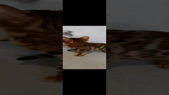 VID_20241110_131443.mp4