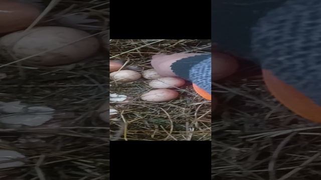 Вот почему люблю деревни жить