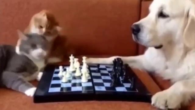 А вы так и не умеете