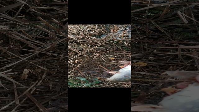 VID_20241110_122404.mp4
