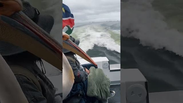 Пеликан и морской котик заглянули на огонёк