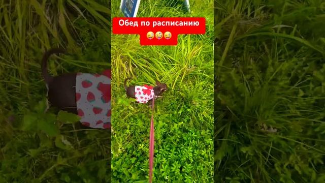 Любовь любовью, а обед по расписанию #чихуахуа #животные #топ