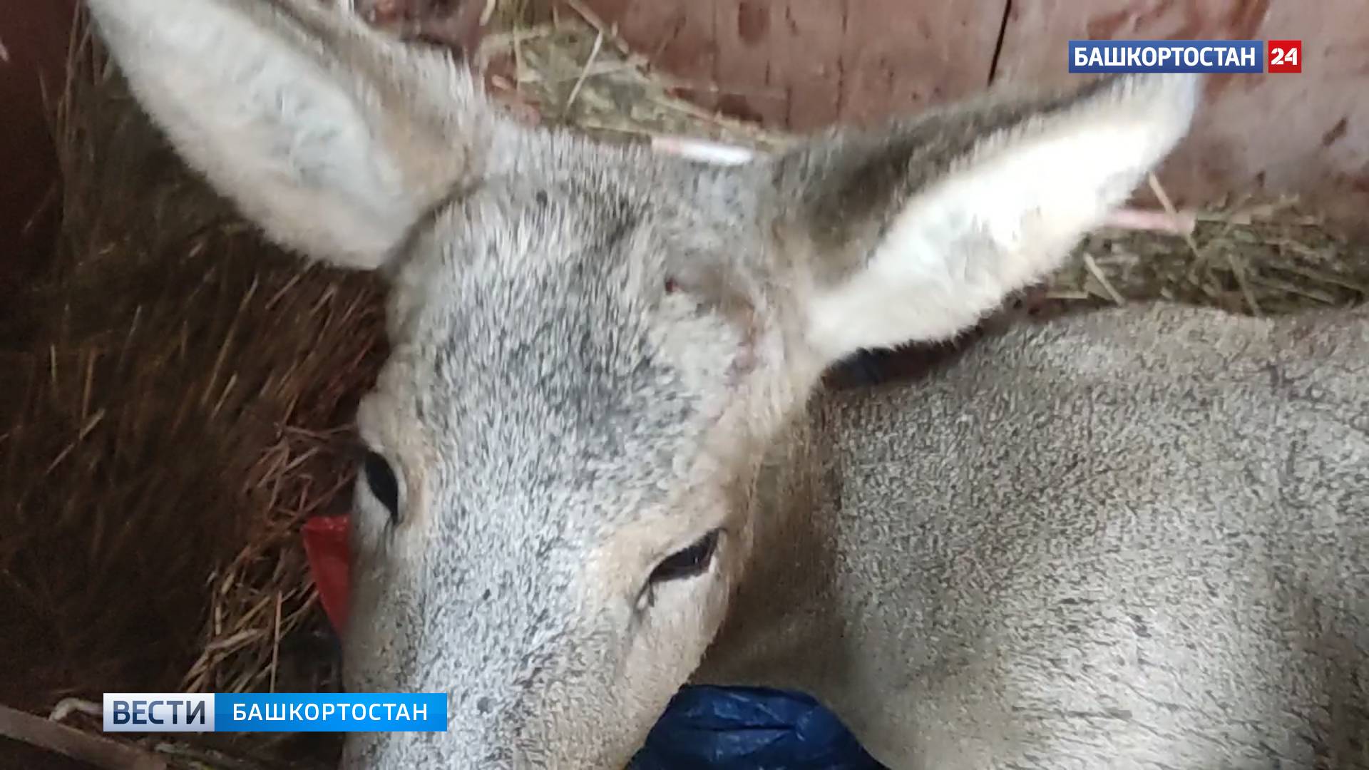 В Уфе волонтеры пришли на помощь сбитой на трассе косуле